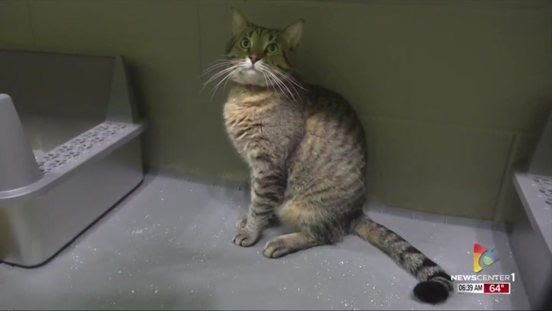 Pet(s) of the Week: It’s all about cats for this one, meet them here! – Rapid City South Dakota news, weather, sports