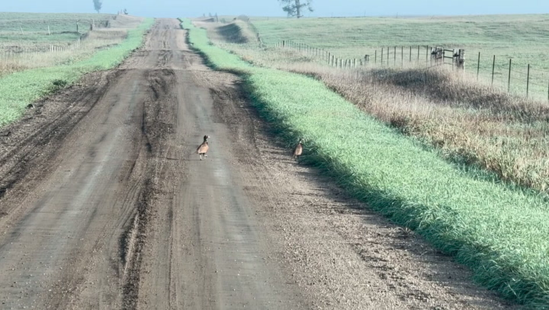 Midweek Update- 2026 SDGFP Pheasant Season Preview - Mitchell Republic ...