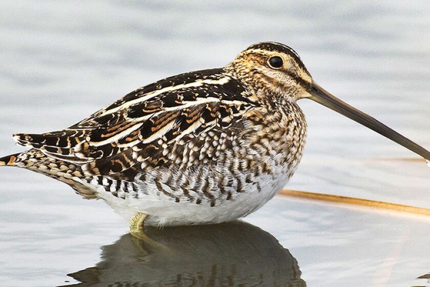 BLANE KLEMEK OUTDOORS: 'Sights and sounds of the Wilson’s snipe' - The ...