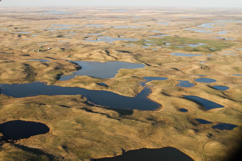 Grassland and wetland terrain in the Missouri Coteau, part of the Prairie Pothole Region in North Dakota.