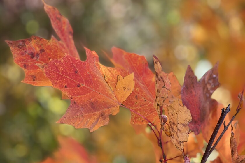 Greg Lardy Photo 1.jpg