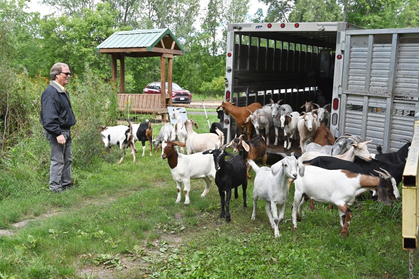 0904.N.BD. RotaryRiversideParkgoats.jpg
