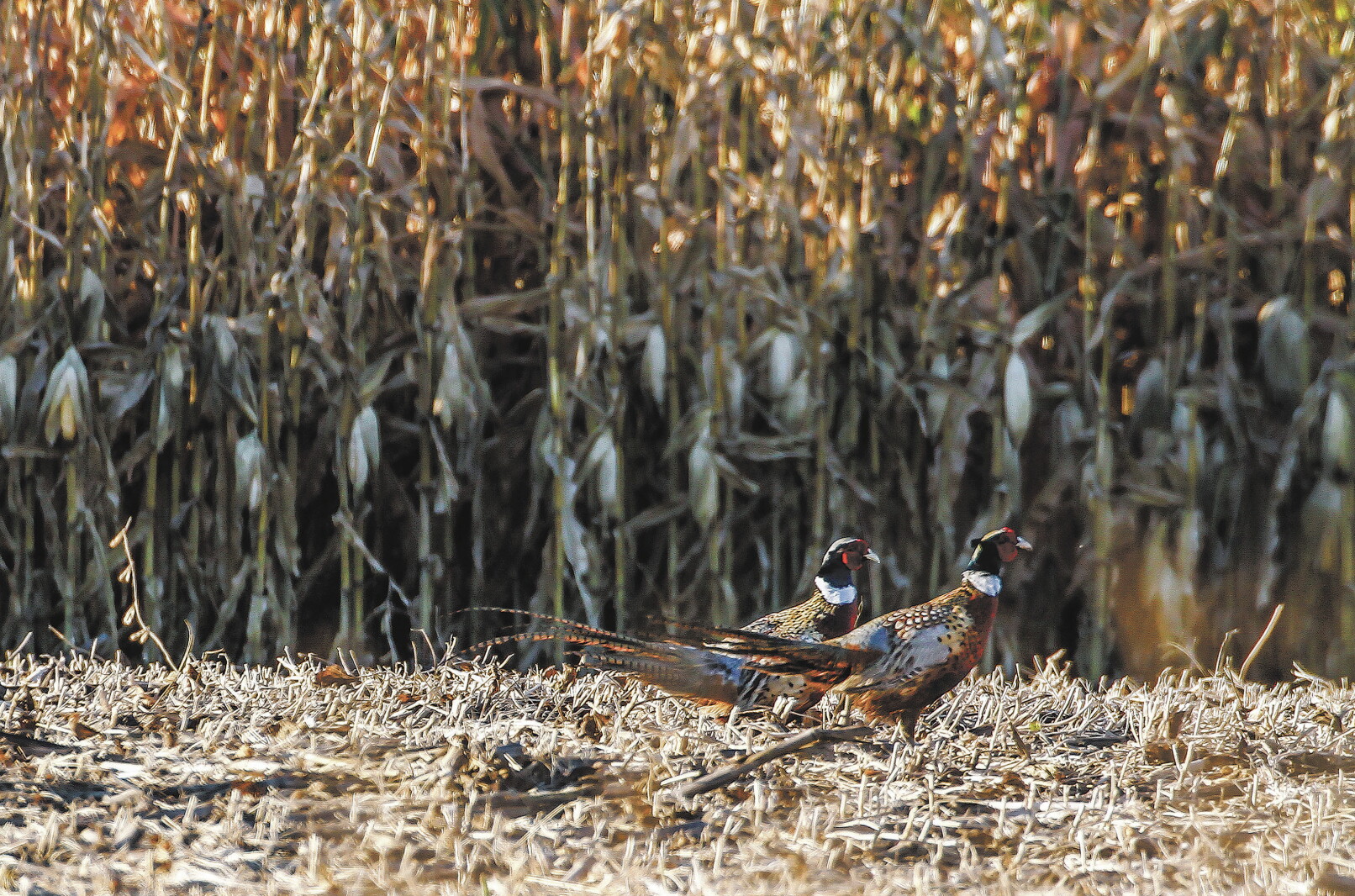 Trapping Orogram State lacks data to prove trapping program increases South Dakota ...
