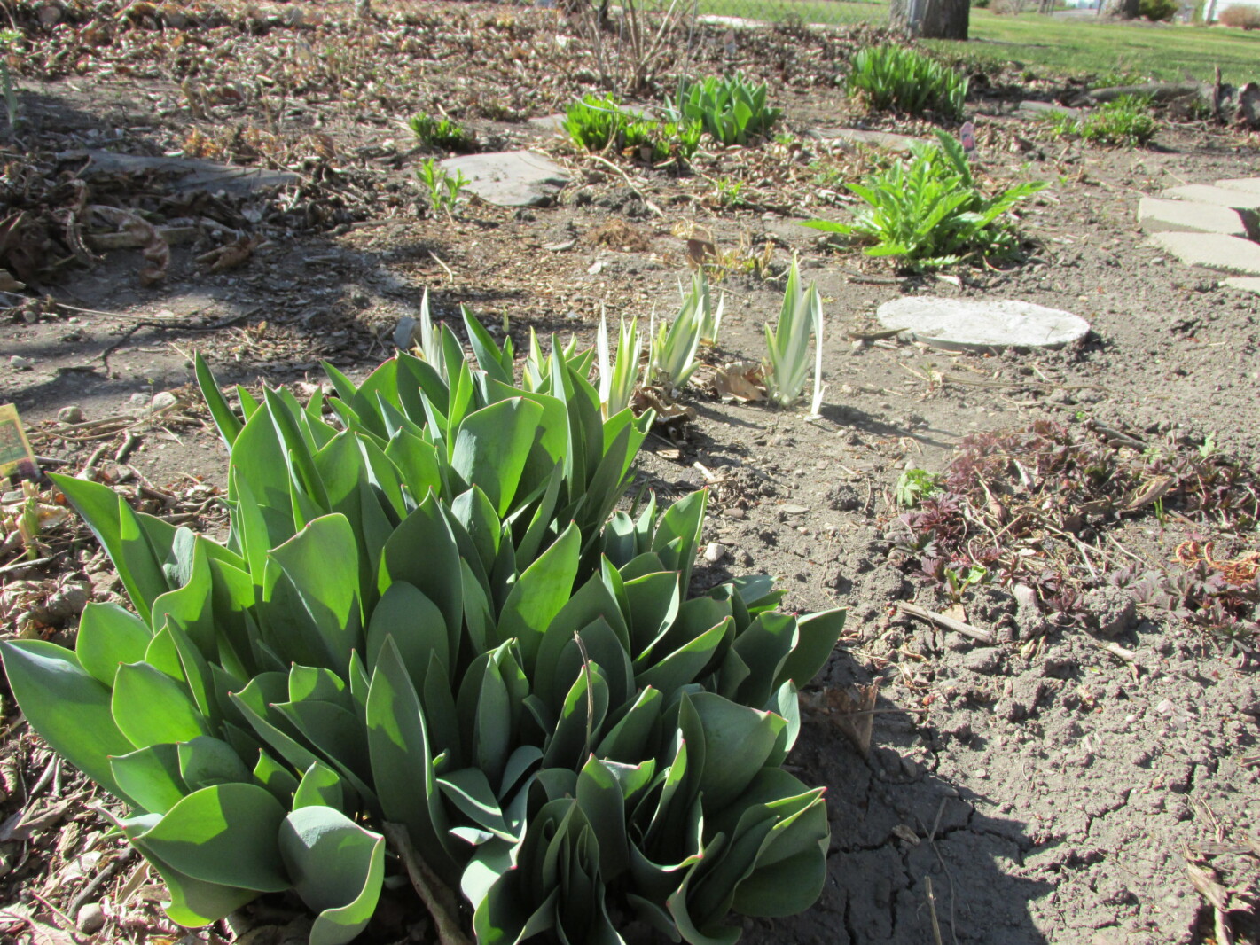 Prepare for a possible dry garden season