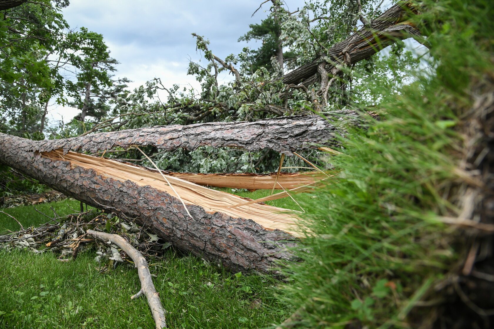 Mn Exploding Tree Risk Minnesota Forestry Association to host Bemidji blowdown webinar - The ...