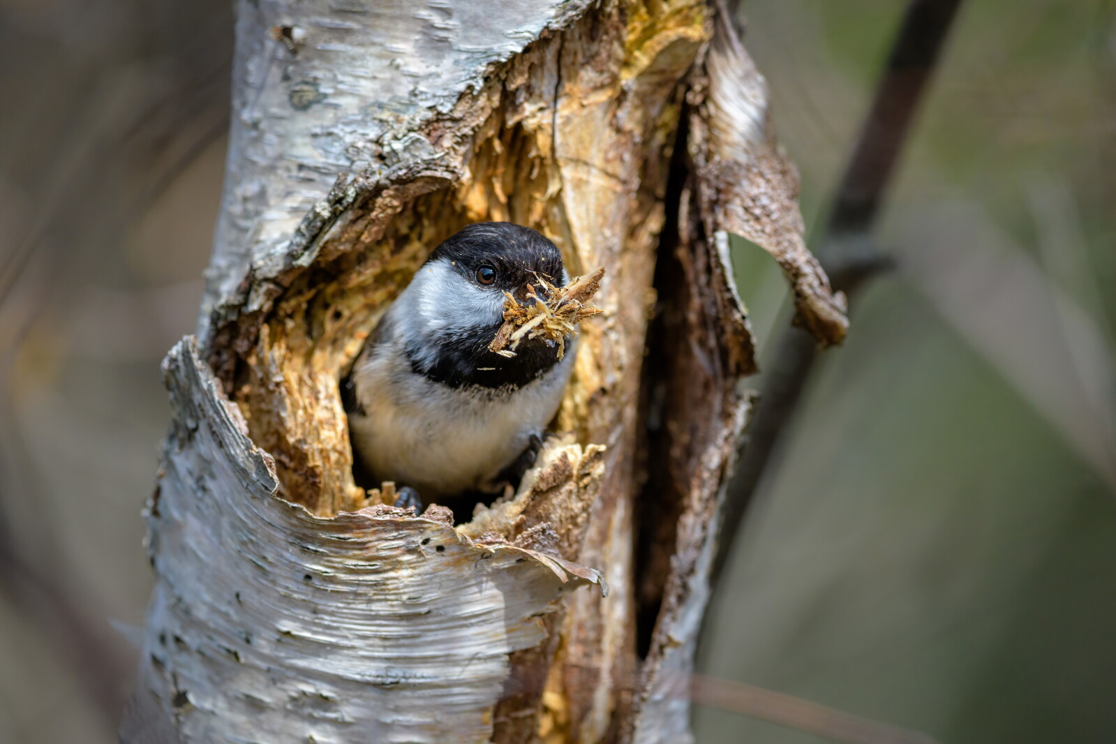 Cava Tree Building biodiversity in your Minnesota forest - Park Rapids Enterprise ...