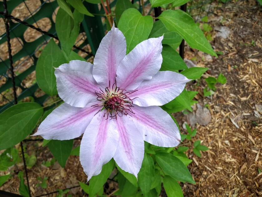 A Clematis flower.