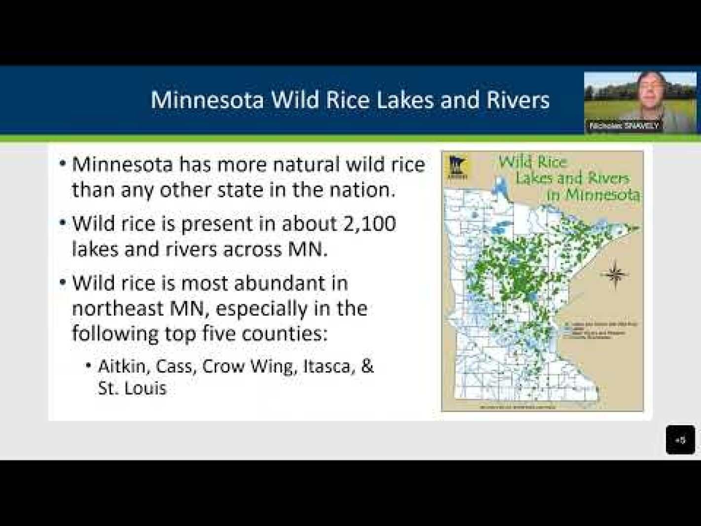 68 How to harvest wild rice Duluth News Tribune News, weather, and