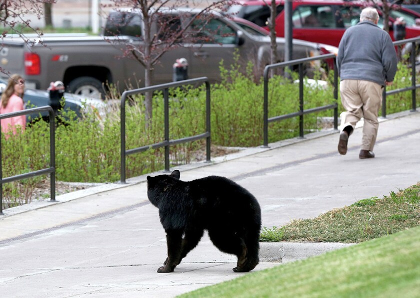 1705482+kingBEAR0507c6.jpg