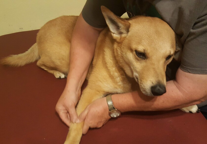 101021.B.FF.MUTTS MASSAGE-shiba.jpg