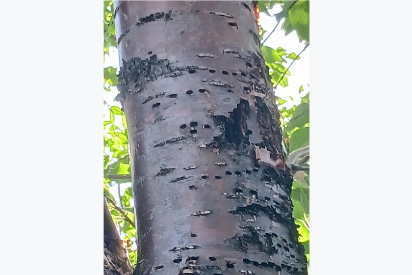 Woodpeckers can cause permanent damage to trees, but it is