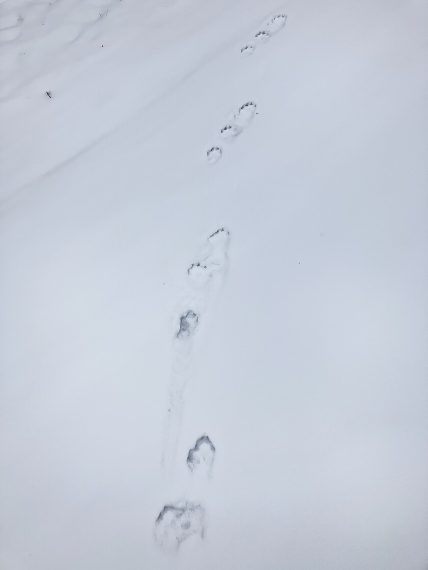 Otter tracks across the driveway.jpg