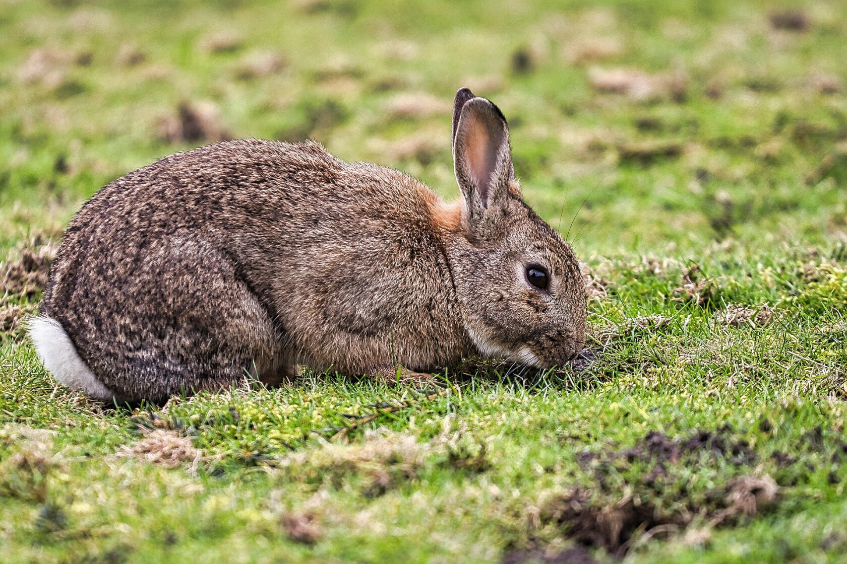 Blane Klemek Outdoors: Three rabbit-like species call Minnesota home ...