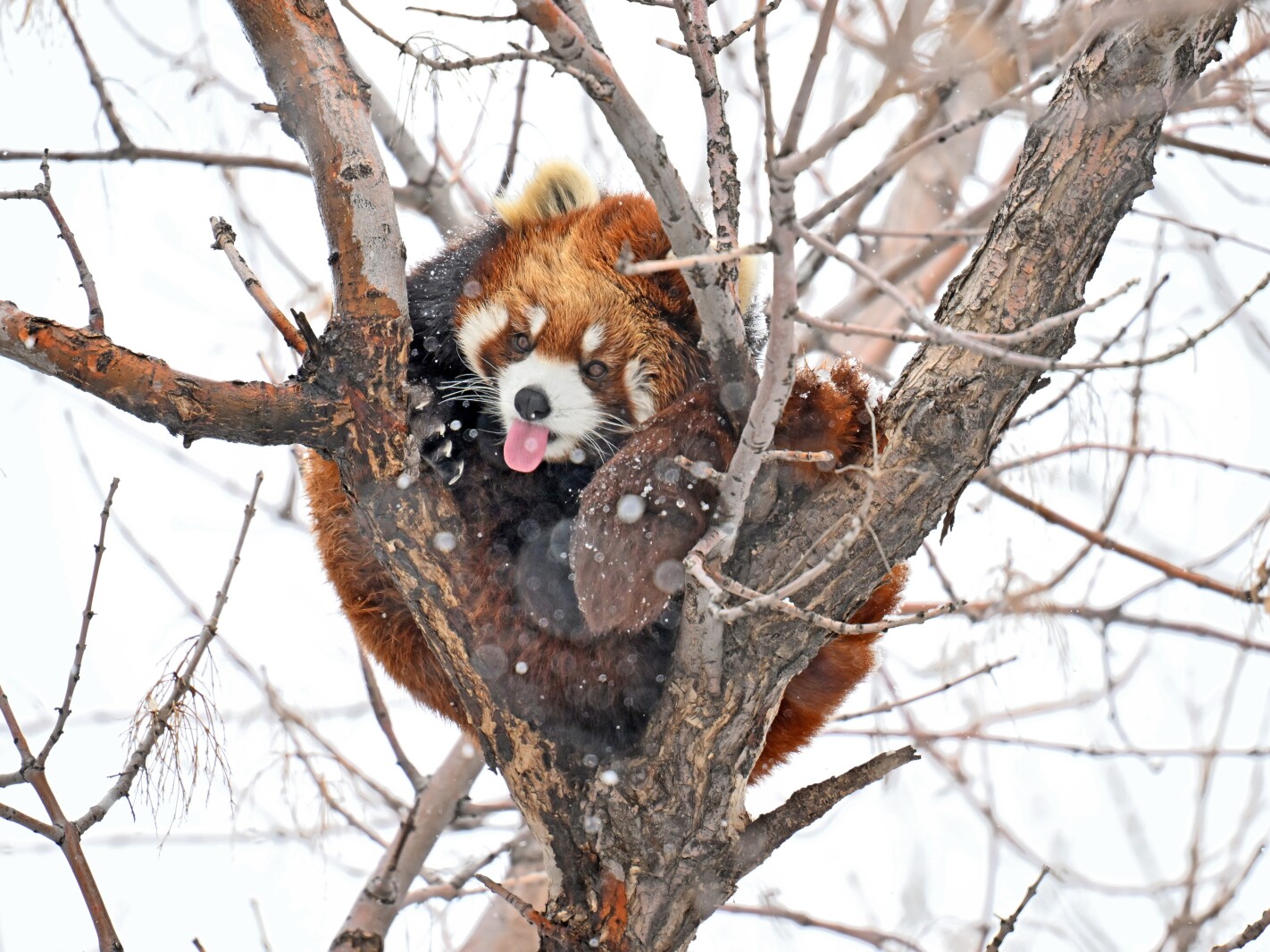 Red River Zoo animals embrace April snowfall