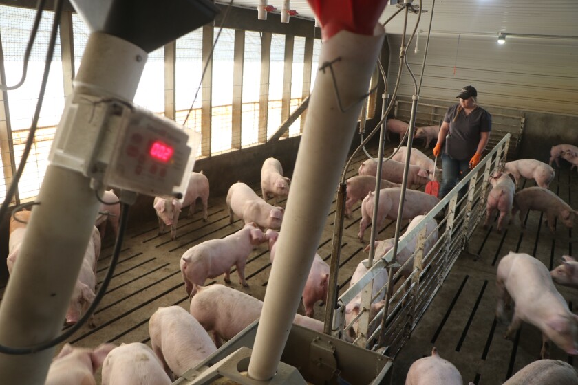 A woman walks among growing pigs, keeping an eye out for any health or other issues.