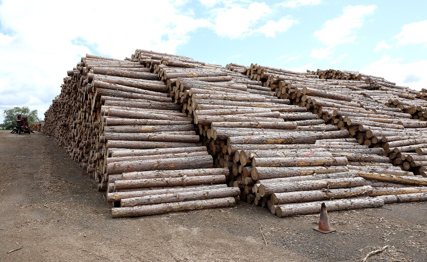 Timber from Wisconsin and Michigan sits stacked in Jeff Foster Trucking's warehouse area on the former Georgia Pacific grounds in Superior