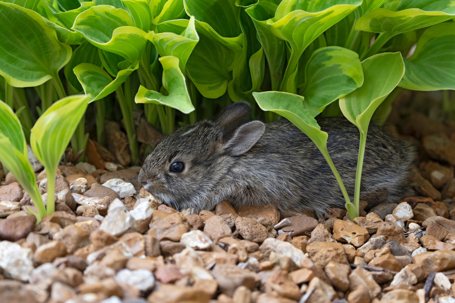 Ask the Master Gardener: Repelling rascally rabbits from feasting on ...