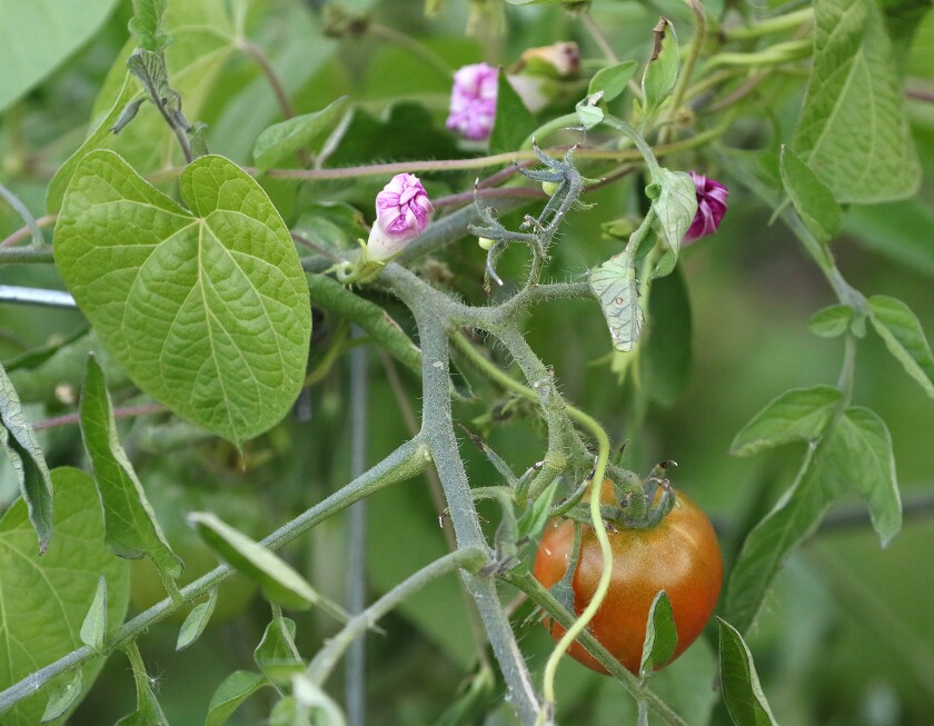 frost concerns for the garden one 092822.jpg