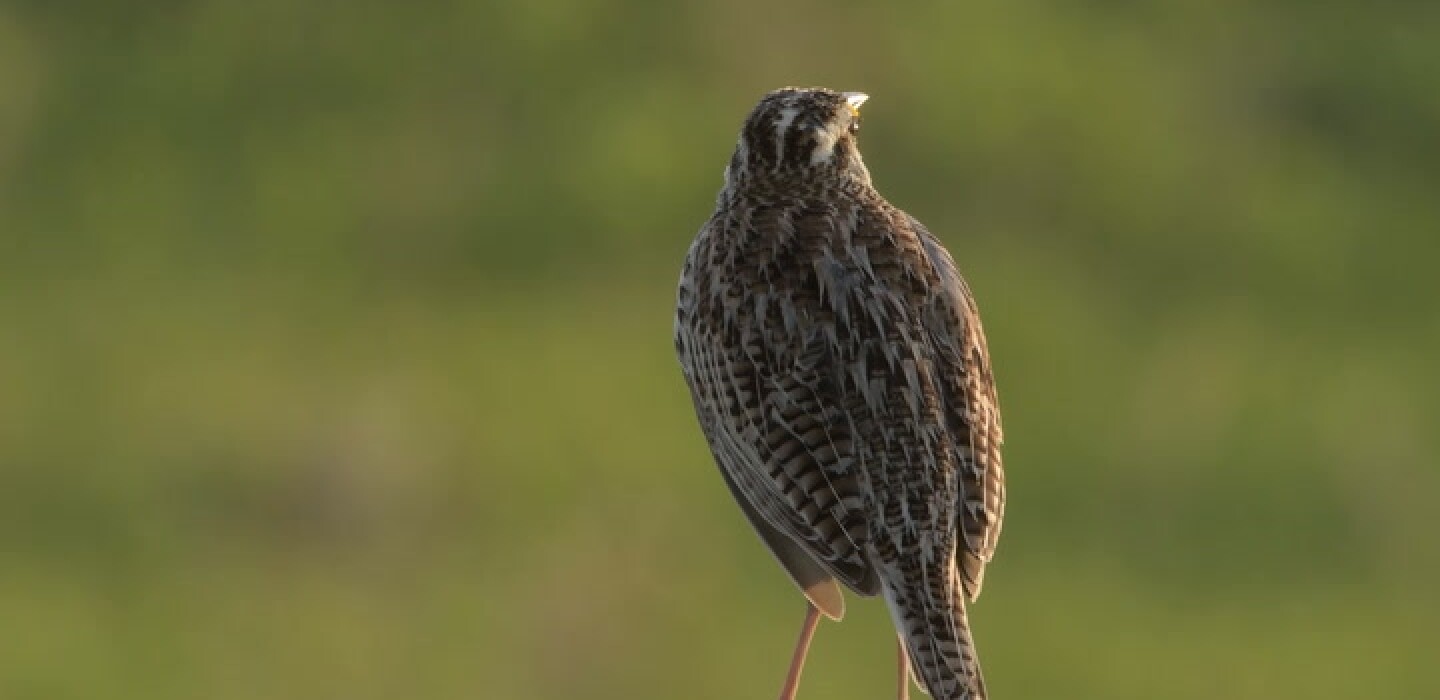 ND Outdoors Understanding the Meadowlark Initiative