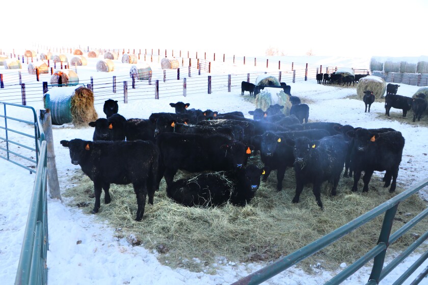 Black Angus calves, feeding at troughs at right, are flanked by pens loaded with large round bales.