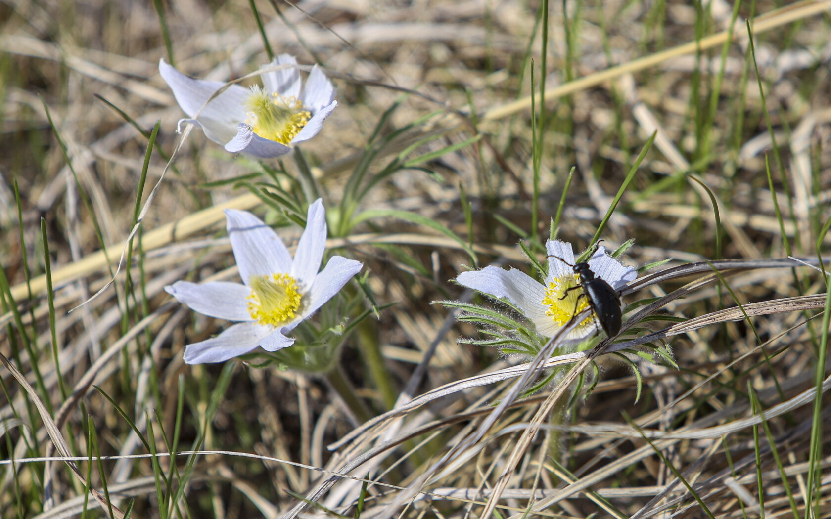 Glyndon prairie preserve part of 1M acres protected by The Nature ...