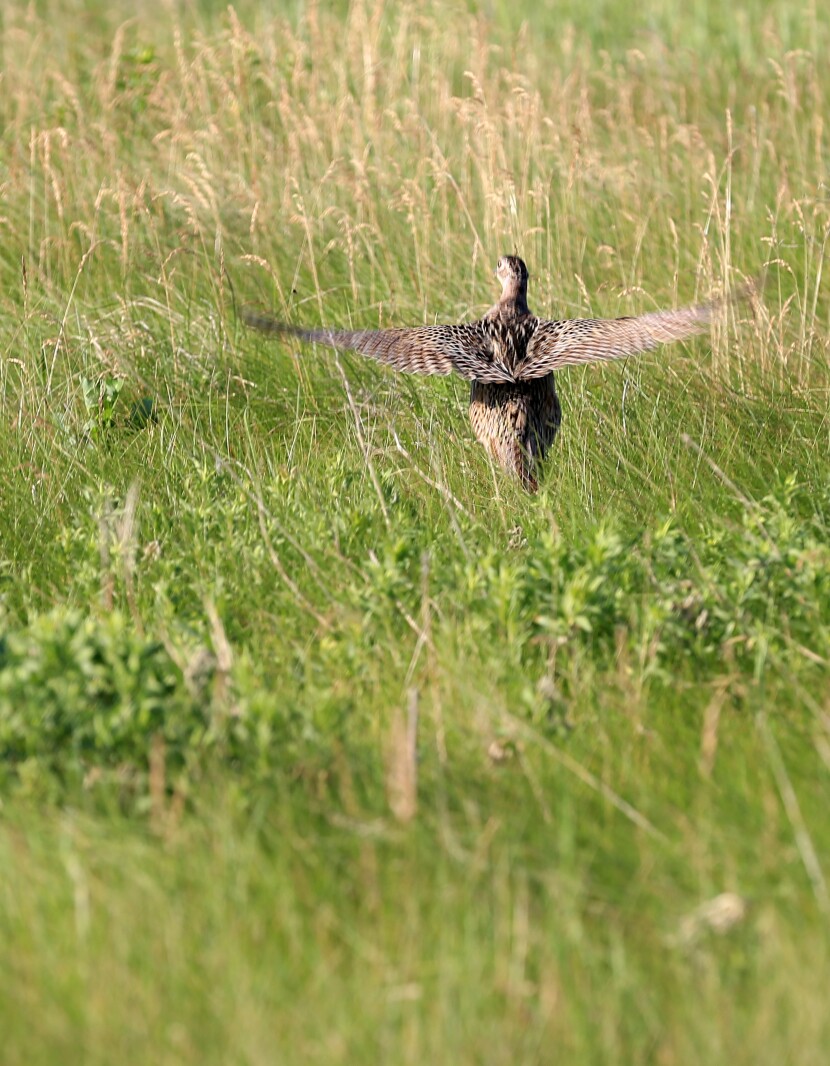 070321.NO.DG.TOUCHTHESKY Pheasant S7.jpg