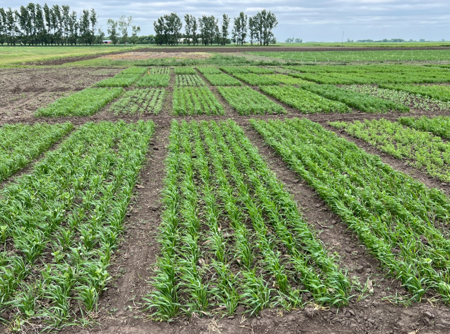 NDSU Carrington Research Extension Center Field Day to offer multiple tours