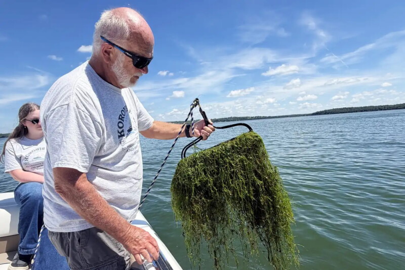 Starry Stonewort Continues to Spread Through Minnesota Lakes, Posing Ecological and Economic Threats