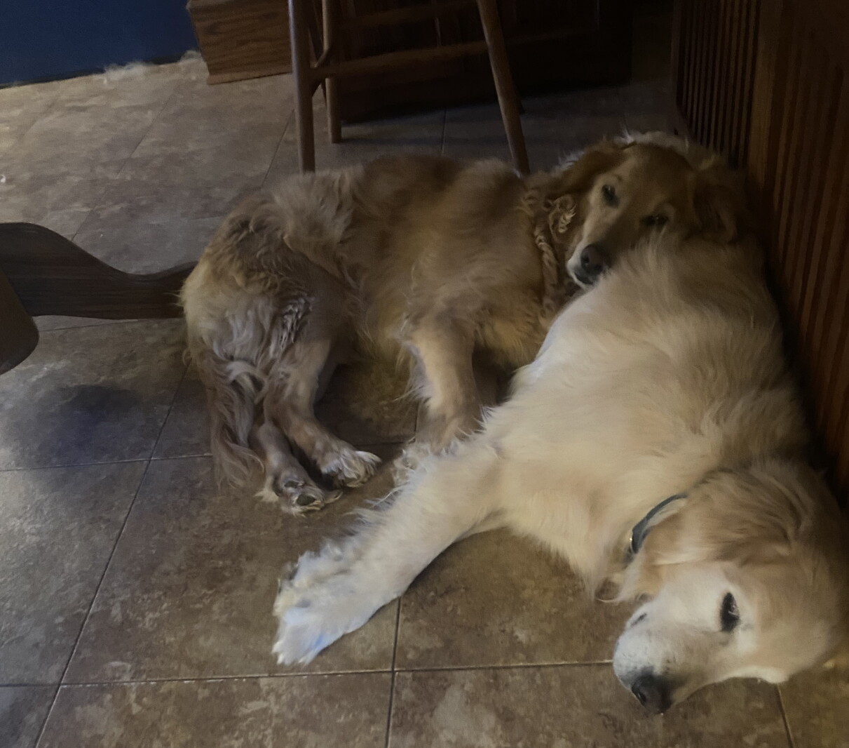 Doga Clean The futility of trying to keep country dogs clean - Agweek | #1 source ...