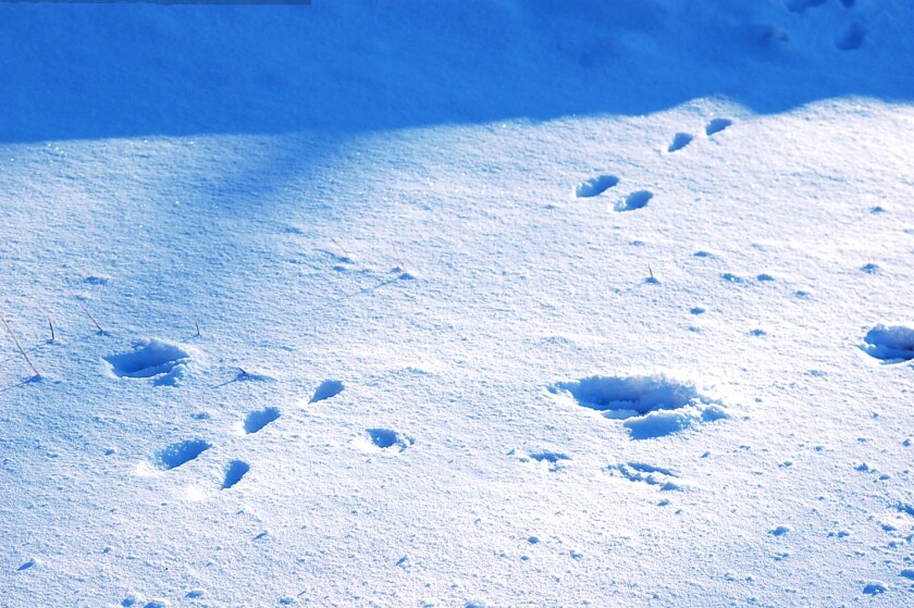 Northland Nature_cottontail gait