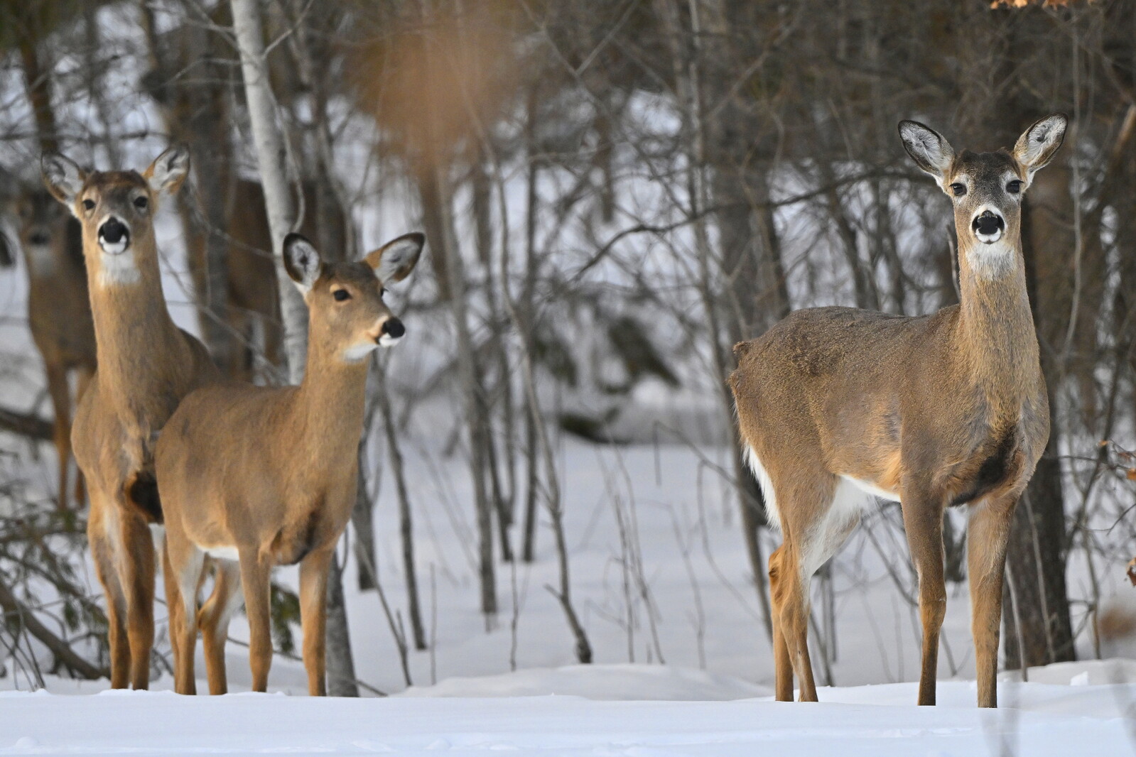 Deer on alert in the snowy woods of early spring - Brainerd Dispatch ...