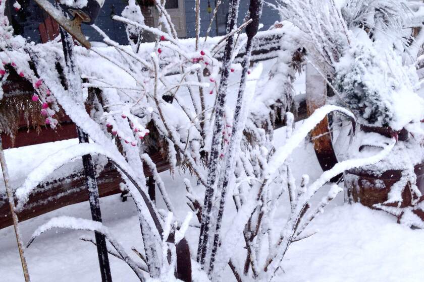 Winter beauty