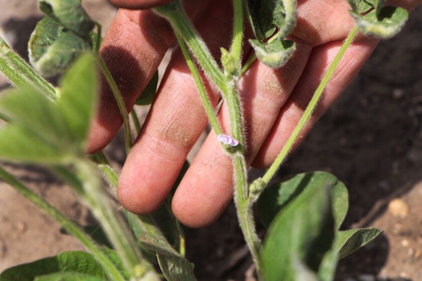 071921.AG.DroughtCountermoveAlpenaSD10.jpg