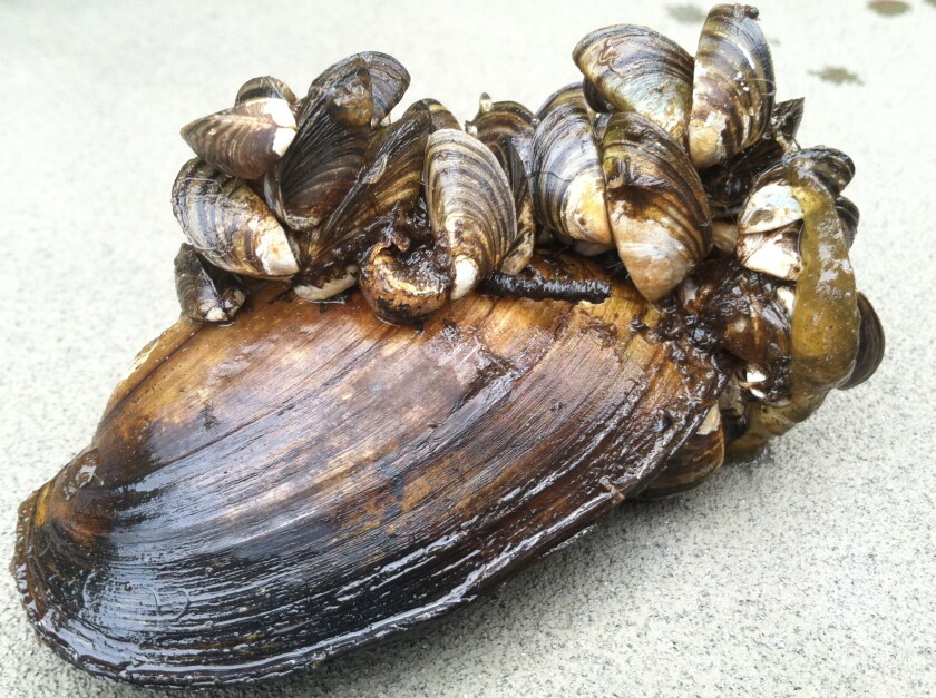 Zebra mussels.jpg