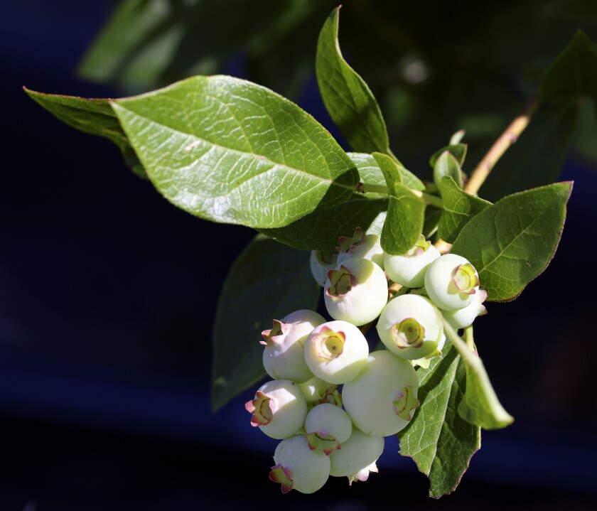 Blueberries.