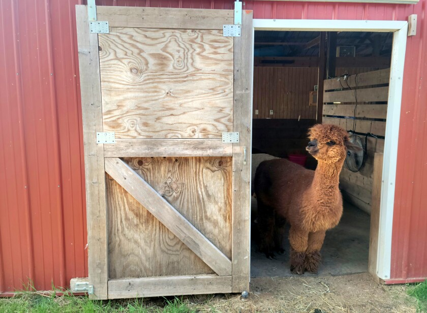 A brown alpaca peeks out from a red barn.