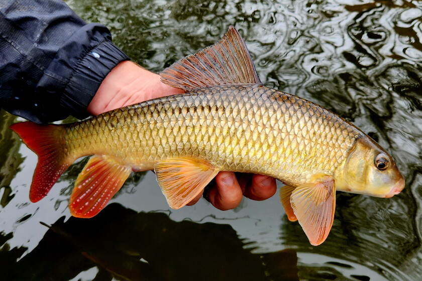 Mn Native Fish Minnesota DNR proposes new rule changes for native rough fish - Grand ...