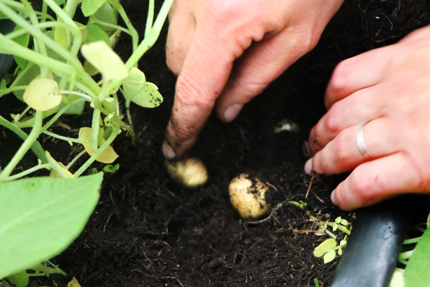 Hands dig into a peat soil mix, to find yellow, shooter marble-sized seed potatoes at the end of June that will be harveted in mid-August.