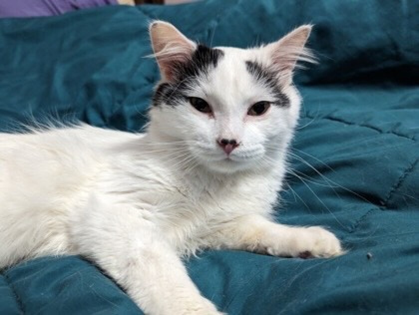 white cat with black spots on its face