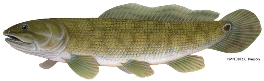 Mn Native Fish Weiss: Rough fish — from yuck! to yeah! - Post Bulletin | Rochester ...