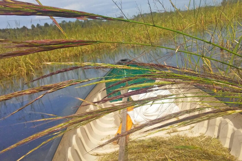 Wild rice – the food that grows on water - Park Rapids Enterprise ...