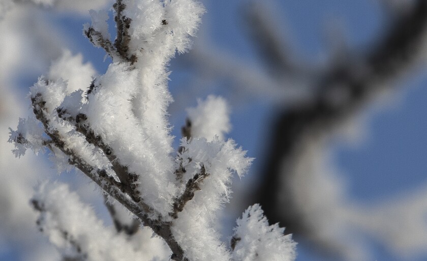 Hoar frost 012423 002.jpg