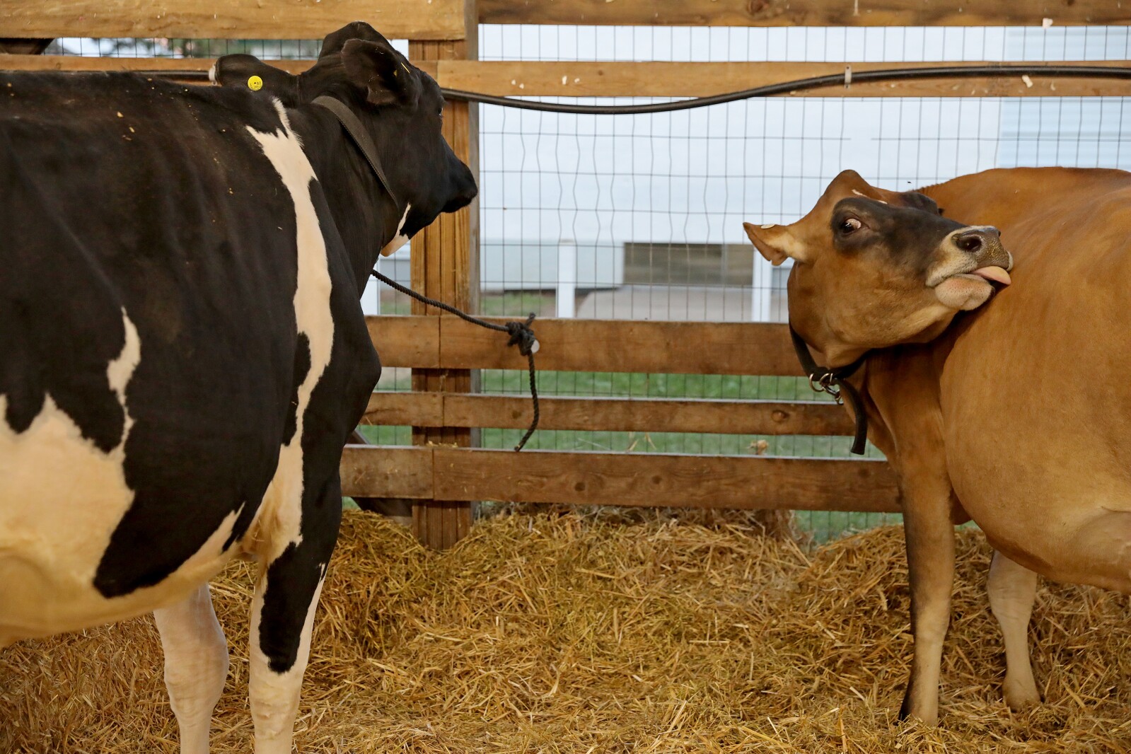Crow Wing County Fair Aug. 2022.