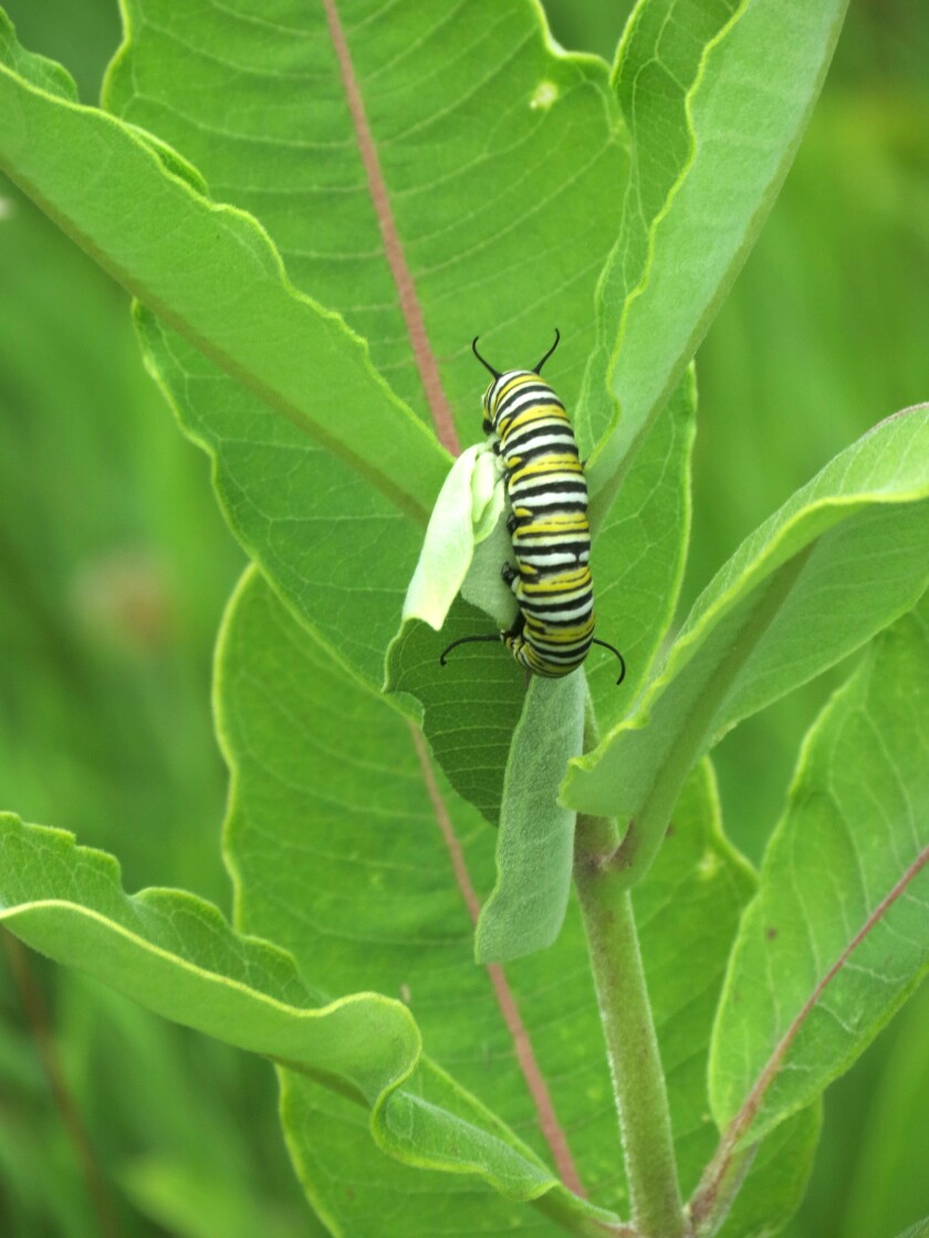 080322.N.PRE.MonarchCaterpillarMilkweed.jpg