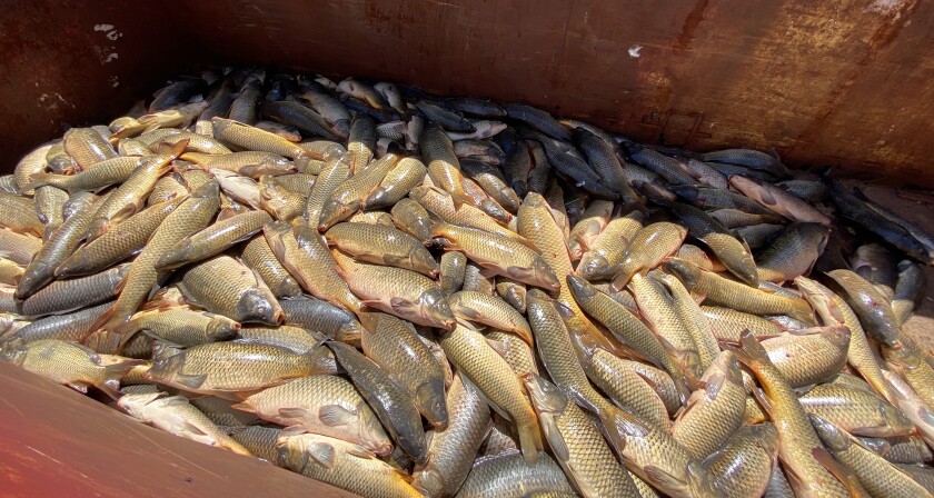 There were 308 carp captured and euthanized from Worthington's Lake Okabena Wednesday afternoon, July 13, 2022.
