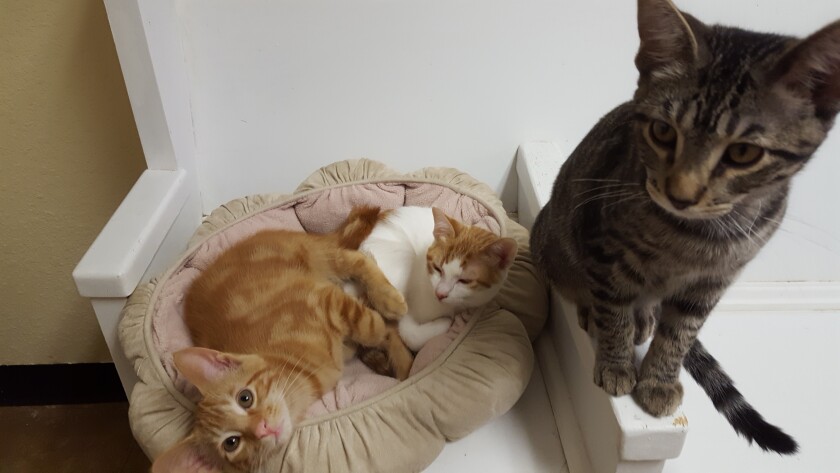 072621.B.FF.DECLAWING004.jpg