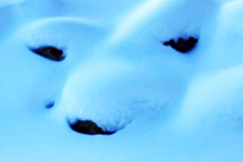 Snow shaped like polar bear