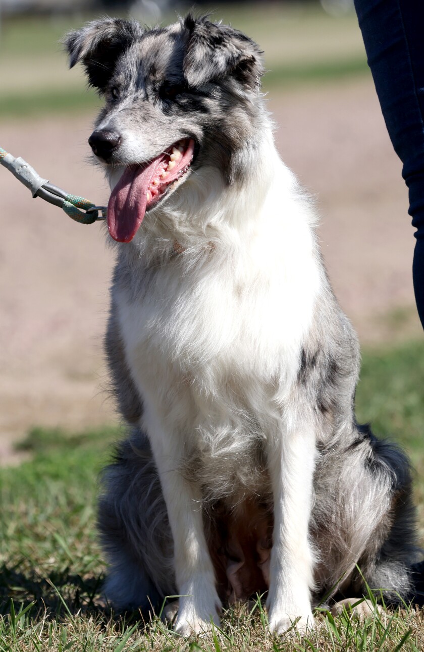 MJ, an Australian Shepherd competitor in the 16-inch Senior Agility class and shown by Nobles County 4-H'er Faith White, rests after her run at the Southwest Minnesota Regional Dog Show on Monday August 1, 2022 at the County Fairgrounds in Nobles at Worthington. The annual dog show kicks off Fair Week in Nobles County.