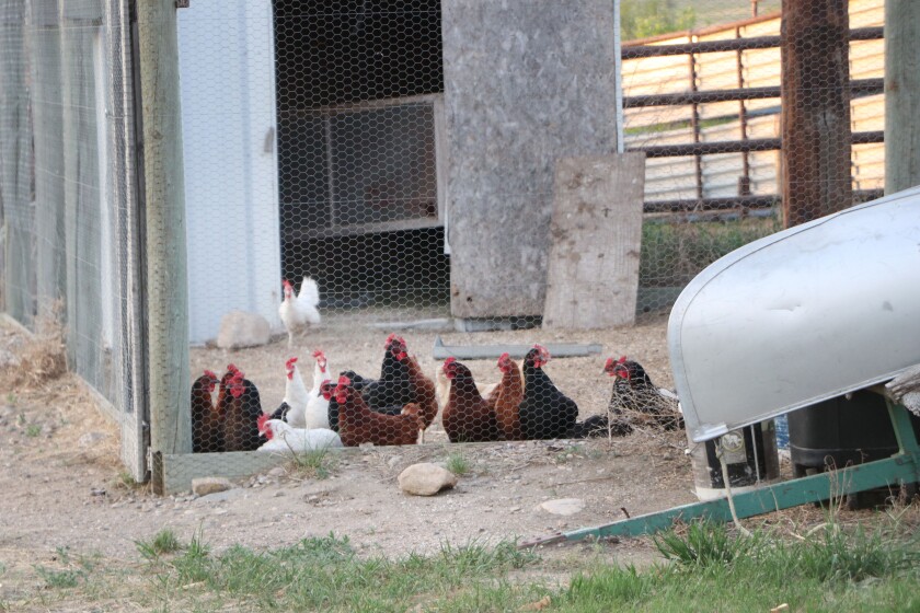 061421.AG.DroughtCattleKnoxND04.jpg