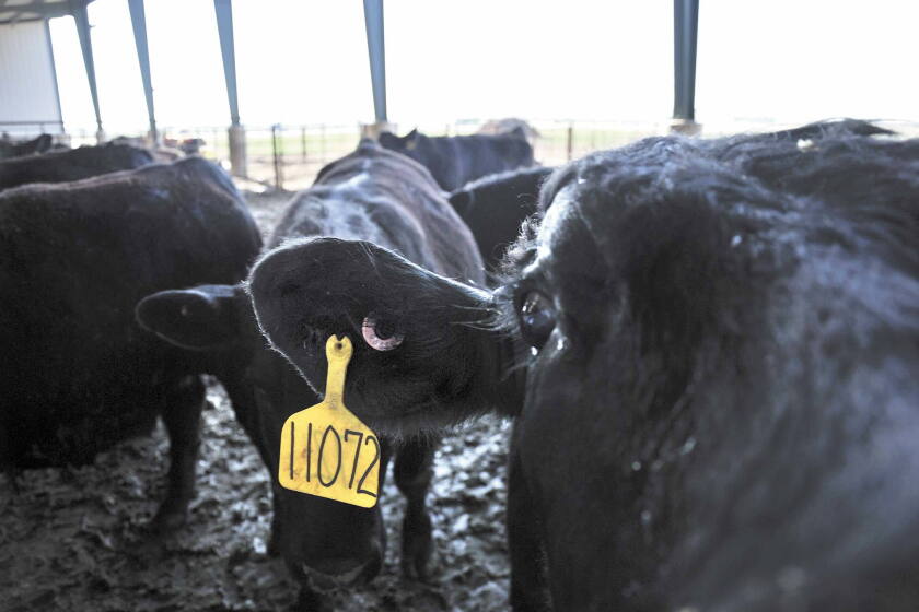Cow Fin Farming in the digital age - InForum | Fargo, Moorhead and West Fargo ...